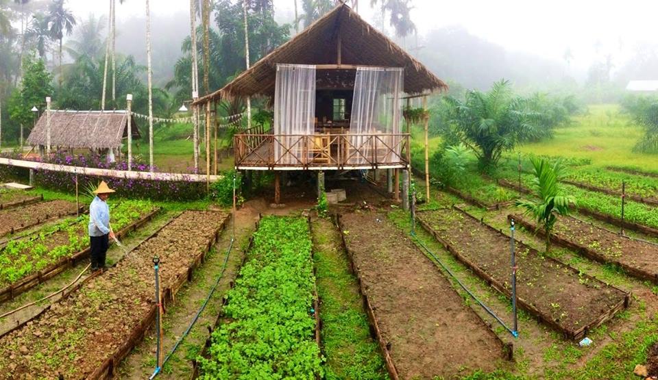 dam-chim-tuyet-doi-giua-trang-trai-lang-man-yen-binh-ben-vuon-rau-xanh-ngat_be4d10923e